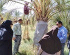 بازدید کارشناسان سازمان حفظ نباتات کشور از روند مبارزه با سوسک سر خرطومی حنایی خرما در شهرستان نرماشیر استان کرمان