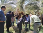 بازدید کارشناسان سازمان حفظ نباتات کشور از روند مبارزه با سوسک سر خرطومی حنایی خرما در شهرستان نرماشیر استان کرمان