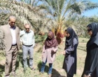 بازدید کارشناسان سازمان حفظ نباتات کشور از روند مبارزه با سوسک سر خرطومی حنایی خرما در شهرستان نرماشیر استان کرمان