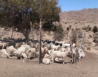 حفاظت از نژاد منحصربه‌فرد بز کرکی راینی در ایستگاه اصلاح نژاد بز به‌عنوان ذخایر ژنتیکی دامی کشور