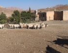 حفاظت از نژاد منحصربه‌فرد بز کرکی راینی در ایستگاه اصلاح نژاد بز به‌عنوان ذخایر ژنتیکی دامی کشور