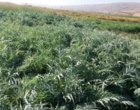 تأمین خوراک دام با استفاده از سیلاژ کنگر فرنگی