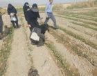 ارزیابی میزان تأثیر رهاسازی زنبور براکون در مزارع ذرت شهرستان ارزوئیه