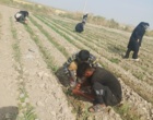 ارزیابی میزان تأثیر رهاسازی زنبور براکون در مزارع ذرت شهرستان ارزوئیه