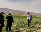 ارزیابی میزان تأثیر رهاسازی زنبور براکون در مزارع ذرت شهرستان ارزوئیه