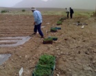 تولید نشای آویشن دنایی همزیست با ریزجانداران خاکزی در سمنان