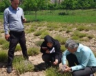 تولید نشای آویشن دنایی همزیست با ریزجانداران خاکزی در سمنان
