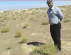 بررسی کیفیت گیاه عجوه به عنوان منبع علوفه مقاوم به خشکی و شوری در مراتع استان