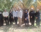 بازدید میدانی و بررسی روند تیمار درختان آلوده به آفت سرخرطومی حنایی خرما در شهرستان نرماشیر