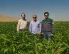 پیشرفت مطلوب مزارع سویا در سرپل ذهاب با هدف توسعه کشت و افزایش تنوع محصولات