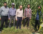 بازدید میدانی از مزارع ذرت شهرستان ارزوئیه