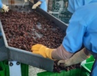 بازدید علمی گروه فیزیولوژی و فناوری پس از برداشت از واحدهای فرآوری خرما در آبادان و خرمشهر