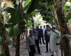 بازدید از اراضی کشت موز ایستگاه باهوکلات چابهار