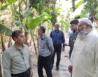 بازدید از اراضی کشت موز ایستگاه باهوکلات چابهار