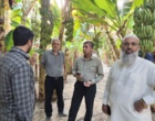 بازدید از اراضی کشت موز ایستگاه باهوکلات چابهار
