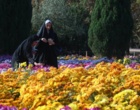 جشنواره گل های داوودی