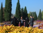 جشنواره گل های داوودی