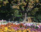 جشنواره گل های داوودی