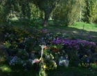 جشنواره گل های داوودی