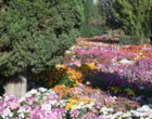 جشنواره گل های داوودی