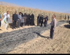 برگزاری روز مزرعه در مزارع ذرت شهرستان ارزوئیه استان کرمان