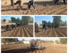 کشت باقلا توسط هنرجویان هنرستان کشاورزی سرپل‌ذهاب