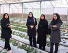 بازدید محقق معین و یاوران تولید از گلخانه‌های توت‌فرنگی ماهان