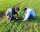 محققین معین کرمانشاه راهکارهای علمی کنترل آفات و علف‌های هرز را در جعفرآباد ارائه کردند