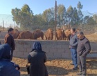 برگزاری «روز انتقال یافته‌های تحقیقاتی» با محوریت الگوی موفق کشت گیاهان هالوفیت