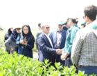نگاه دو معاون وزیر به مزارع کلیدی غلات و دانه‌های روغنی