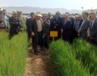 نگاه دو معاون وزیر به مزارع کلیدی غلات و دانه‌های روغنی