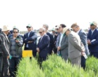 نگاه دو معاون وزیر به مزارع کلیدی غلات و دانه‌های روغنی