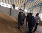 تولید بذر جو مناسب مالت در شهرضا؛ ظرفیتی برای توسعه