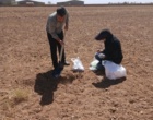 عملیات آماده سازی زمین و پایش جمعیت علف‌های هرز مزرعه گندم دیم در روستای نجف‌آباد آشتیان