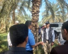 پایش سلامت باغات سنتی نرماشیر؛ تمرکز بر کنترل آفات و مدیریت تغذیه در رستم‌آباد