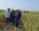 تحول در تولید کنجد ایران؛ از اصلاح‌نژاد برای برداشت مکانیزه تا بازنگری در سیاست‌های قیمتی