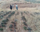بازدید معاون آموزش و تحقیقات کشاورزی لرستان از مجموعه دانش‌بنیان آلکان کشت الیگودرز / تأکید بر تجاری‌سازی و توسعه پایدار زنجیره ارزش گیاهان دارویی