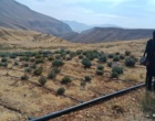 بازدید معاون آموزش و تحقیقات کشاورزی لرستان از مجموعه دانش‌بنیان آلکان کشت الیگودرز / تأکید بر تجاری‌سازی و توسعه پایدار زنجیره ارزش گیاهان دارویی