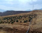 بازدید معاون آموزش و تحقیقات کشاورزی لرستان از مجموعه دانش‌بنیان آلکان کشت الیگودرز / تأکید بر تجاری‌سازی و توسعه پایدار زنجیره ارزش گیاهان دارویی