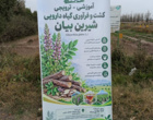 کشت و توسعه شیرین‌بیان؛ راهکاری برای کاهش فشار بر رویشگاه‌های طبیعی و افزایش رونق اقتصاد روستایی