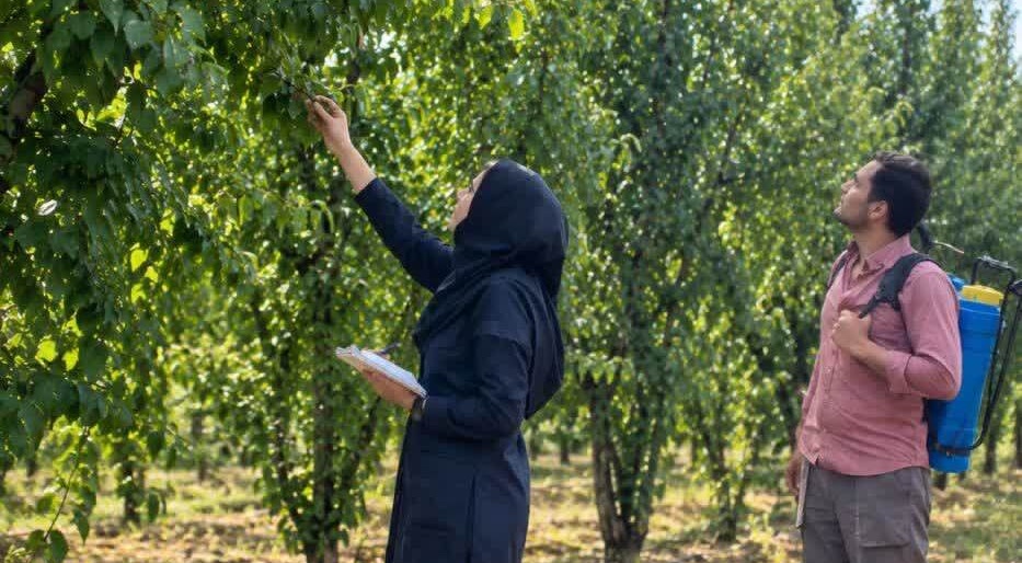 اجرای طرح پژوهشی تغذیه نیتروژنی درختان هسته‌دار پس از برداشت محصول در گلستان