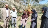 بازدید کارشناسان سازمان حفظ نباتات کشور از روند مبارزه با سوسک سر خرطومی حنایی خرما در شهرستان نرماشیر استان کرمان