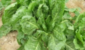 اجرای موفق نخستین کشت پاییزه چغندرقند در استان بوشهر؛ گامی مؤثر در مسیر اصلاح الگوی کشت و مدیریت منابع آبی