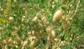 گام‌های نوین کشاورزی برای افزایش تولید حبوبات با مصرف آب کمتر