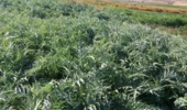 تأمین خوراک دام با استفاده از سیلاژ کنگر فرنگی
