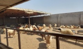 برگزاری کارگاه آموزشی دام سبک‌وسنگین برای دامداران دشت آزادگان