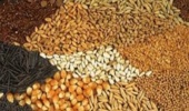 لزوم اصلاح سیاستهای واردات نهادهها