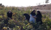 بازدید کارشناس بخش تحقیقات گیاهپزشکی از مزارع پنبه شهرستان مانه و سملقان