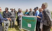 روز مزرعه چغندر قند در روستای قاسم آباد شهرستان خنداب