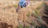 برداشت موفقیت‌آمیز ارقام پرورشی گندم و جو